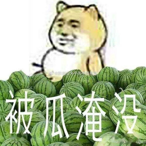 黑瓜吃料为何打不开视频,探究原因及解决方案
